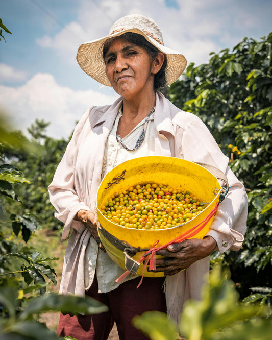 Woman coffee farmer holding raw coffee