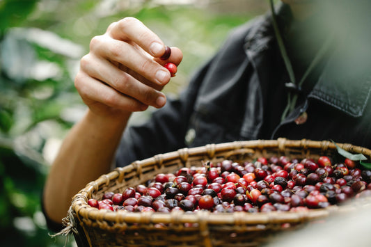 From Farm to Cup: The Fascinating Journey of Your Coffee